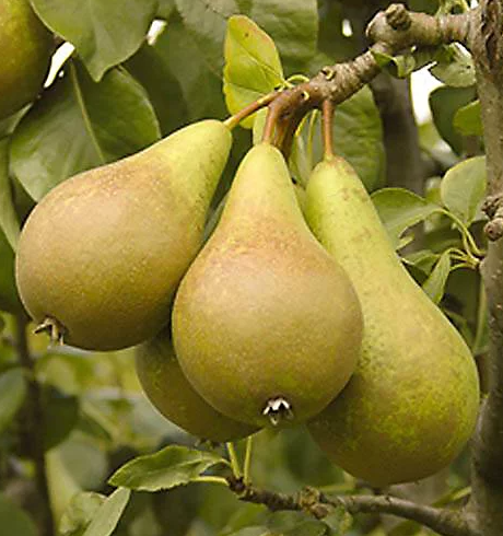 Le Conte Pear Bare Root Tree for Sale