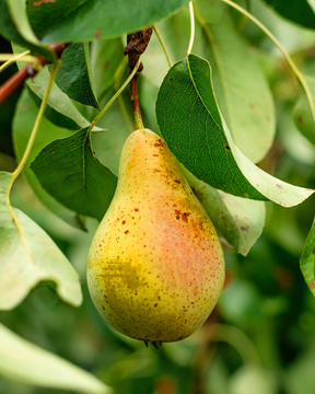 Orient Bare Root Pear Tree For Sale