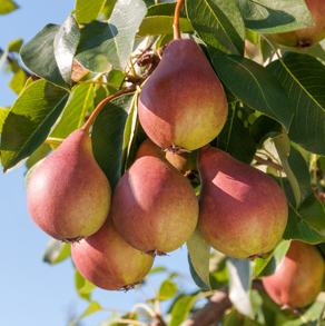 Seckel Pear Bare Root Tree for Sale