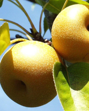 Shinsui Asian Bare Root Pear For Sale