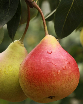 Summercrisp Bare Root Pear Tree For Sale