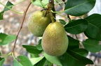 Warren Bare Root Pear Tree For Sale