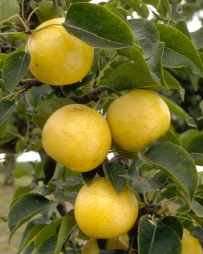 20th Century Bare Root Pear Tree For Sale