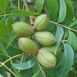 Pecan Bare Root Nut Tree For Sale