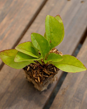 Penstemon digitalis foxglove beardtongue potted plant for sale