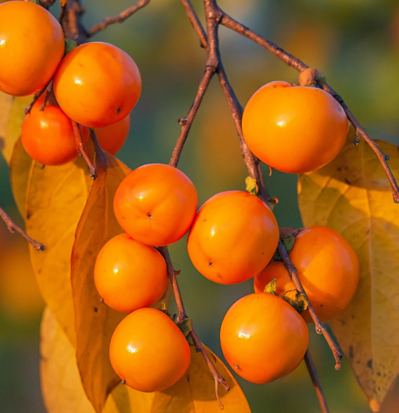 Meader Persimmon Bare Root Tree for Sale