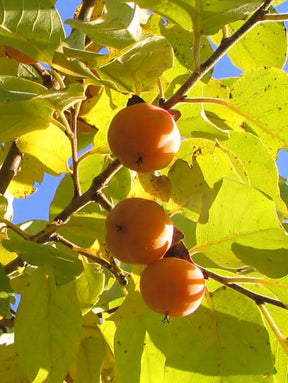 Prok Persimmon Bare Root Tree for Sale