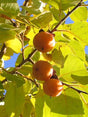 Prok Persimmon Bare Root Tree for Sale