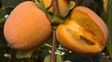 Coffee Cake Persimmon Bare Root Tree for Sale