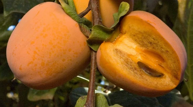 Coffee Cake Persimmon Bare Root Tree for Sale