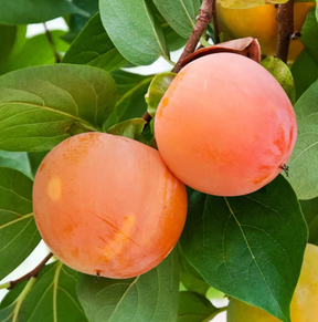Giant Fuyu Persimmon Bare Root Tree for Sale