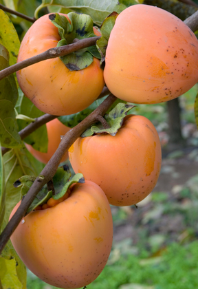 Hachiya Persimmon Bare Root Tree for Sale