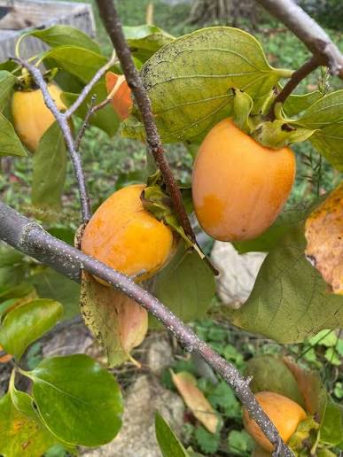 Saijo Persimmon Bare Root Tree for Sale