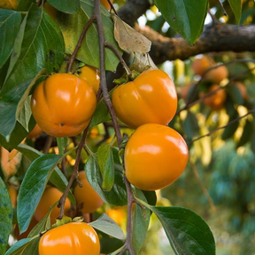 Fuyu Persimmon Bare Root Fruit Tree For Sale