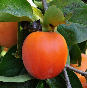 Nikita's Gift Persimmon Bare Root Fruit Tree For Sale