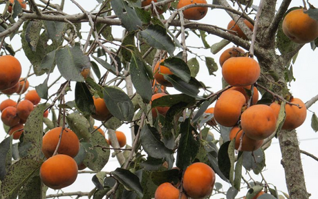 Rosseyanka Bare RootPersimmon Native Fruit Tree For Sale
