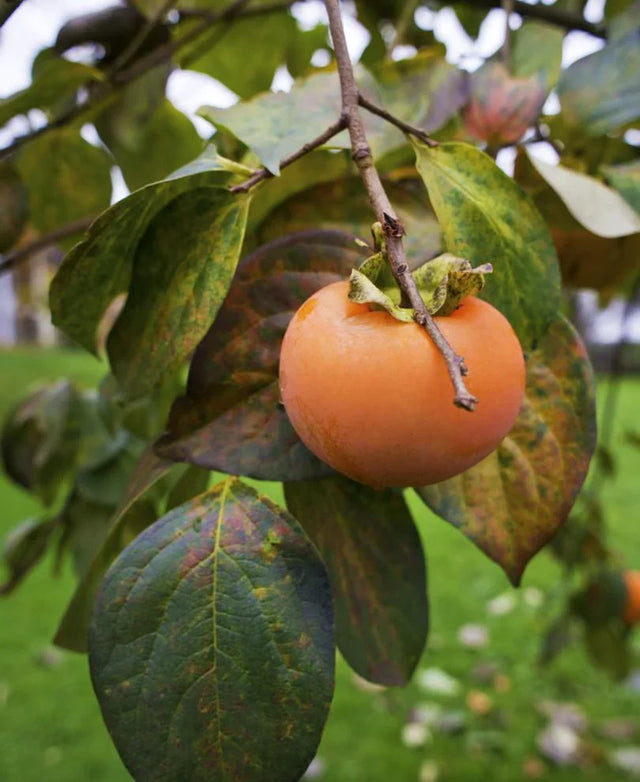 Persimmon Native Fruit Tree For Sale