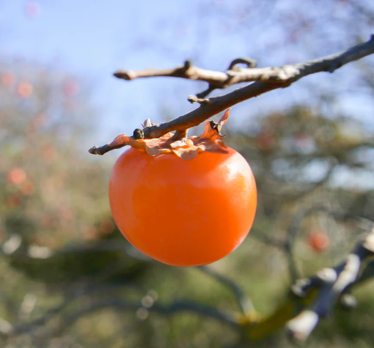 Persimmon American Yates Tree For Sale