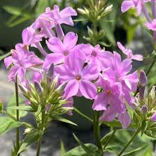 Phlox, Carolina ‘Kim’