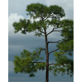 Loblolly Pine Native Tree For Sale