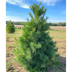 White Pine Bare Root Native Tree For Sale