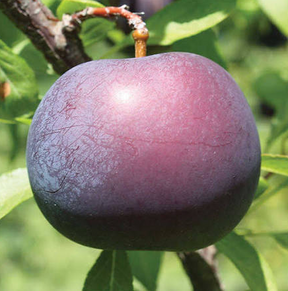 Black Ice Plum Bare Root Tree for Sale