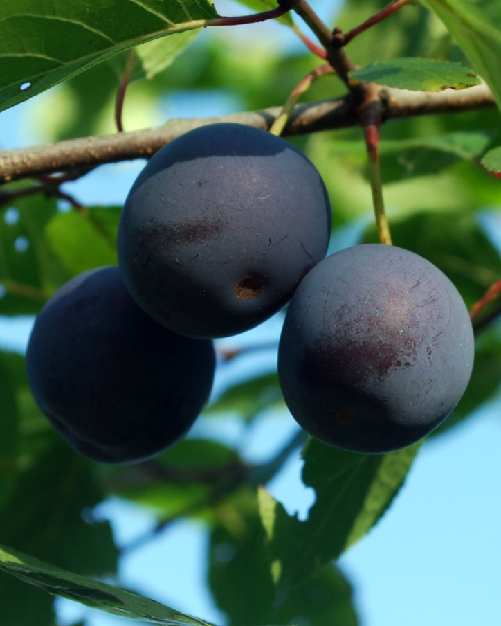 Black Ruby Bare Root Plum Tree For Sale – The Farm Connection