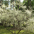 Chickasaw Plum Bare Root Native Shrub For Sale
