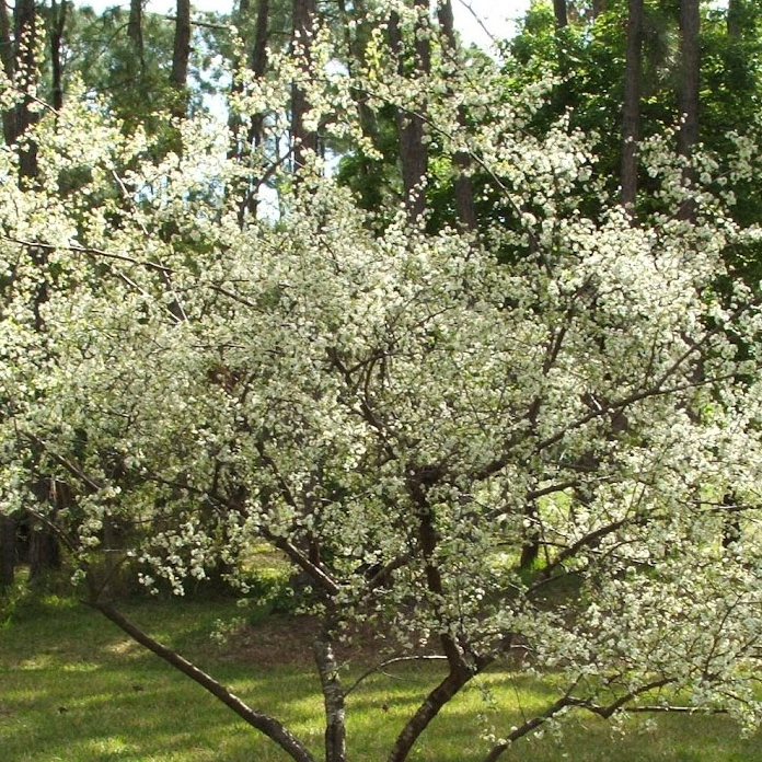 Chickasaw Plum Bare Root Native Shrub For Sale