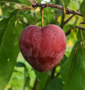 Elephant Heart Plum Bare Root Tree for Sale