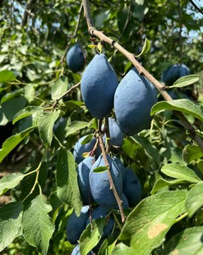 Long John Plum Bare Root Tree for Sale