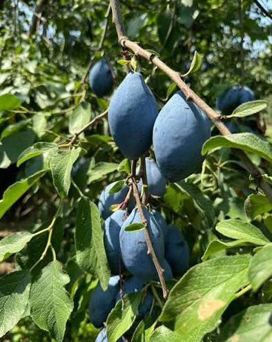 Long John Plum Bare Root Tree for Sale
