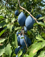 Long John Plum Bare Root Tree for Sale