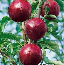 Plum, Ox Heart, Bare Root Tree For Sale