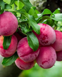 Santa Rosa Bare Root Plum Tree For Sale