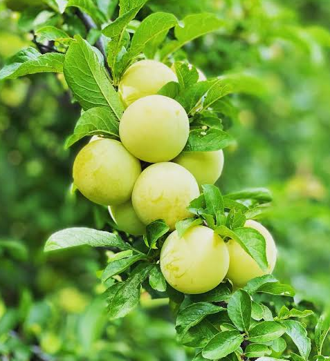 Shiro Plum Bare Root Tree for Sale