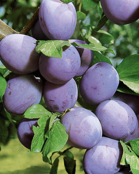 Stanley Prune Plum Bare Root Tree For Sale