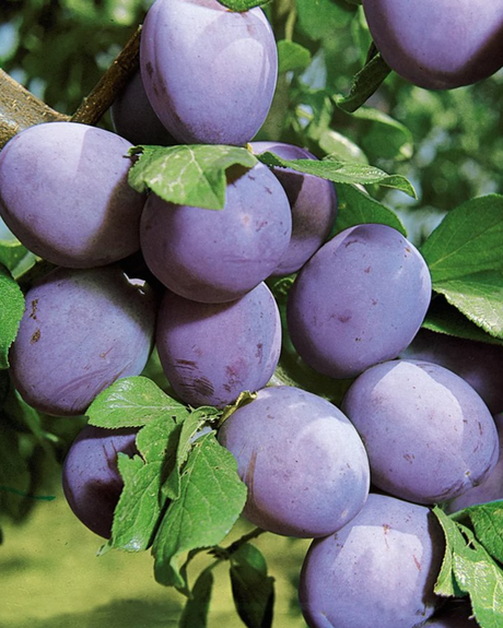 Stanley Prune Bare Root Plum For Sale