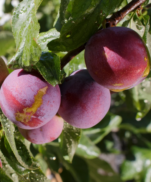 Toka Plum Bare Root Tree for Sale