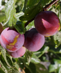Toka Plum Bare Root Tree for Sale