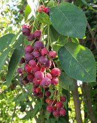 Wild Plum Bare Root Native Fruit Tree For Sale