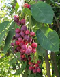 Wild Plum Bare Root Native Fruit Tree For Sale