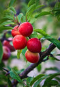 Plum Wild Plant For Sale