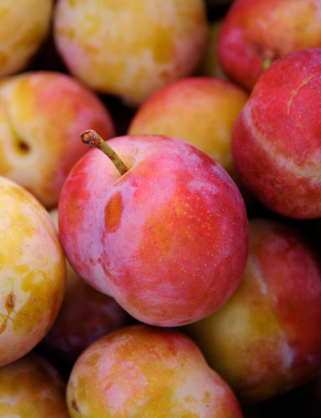 Flavor King Pluot Bare Root Tree for Sale