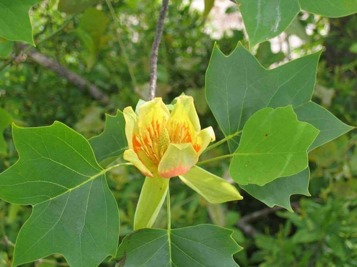 Tulip Poplar Native Tree For Sale