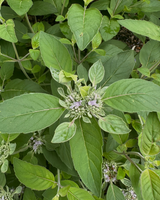 Pycnanthemum incanum hoary mountain mint garden plants for sale
