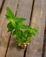 Pycnanthemum muticum clustered mountain mint potted plant for sale