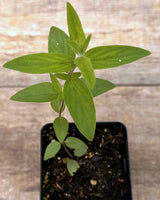 Pycnanthemum verticillatum var pilosum hairy mountain mint potted plant for sale