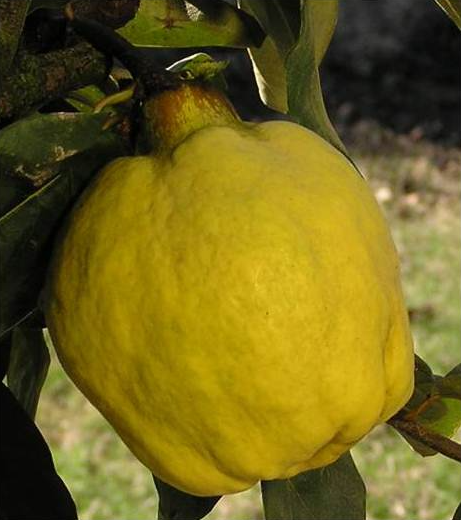 Quince Richs Dwarf Tree For Sale