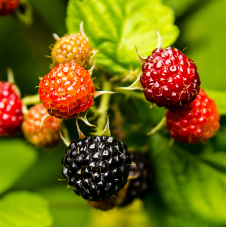 Jewel Black Raspberry Bare Root Plant for Sale